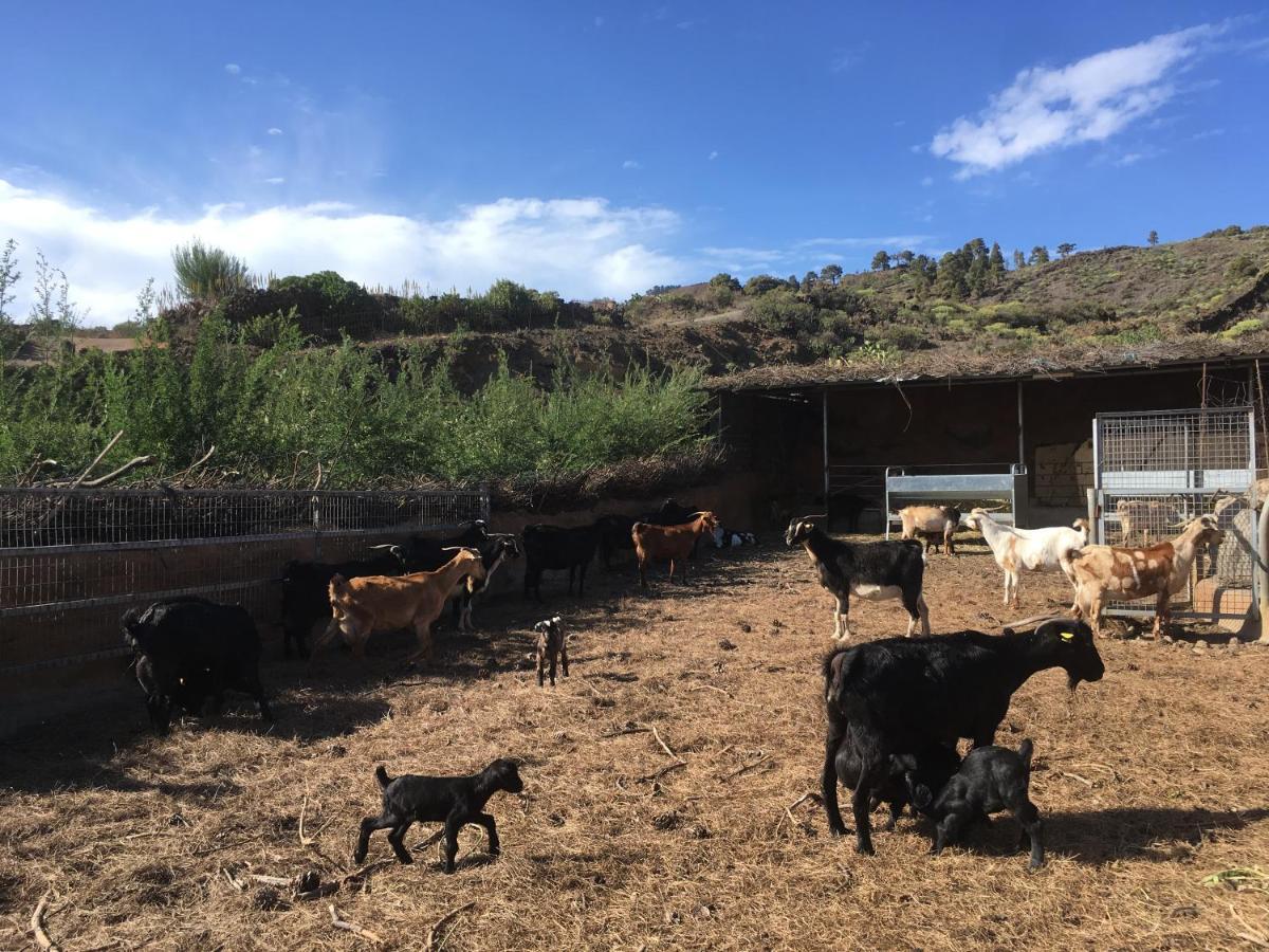 Casa Rural Los Santillos El Pinar  المظهر الخارجي الصورة